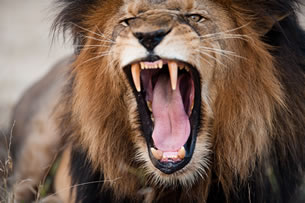 Down In The Lion’s Den Down In The Lion’s Den